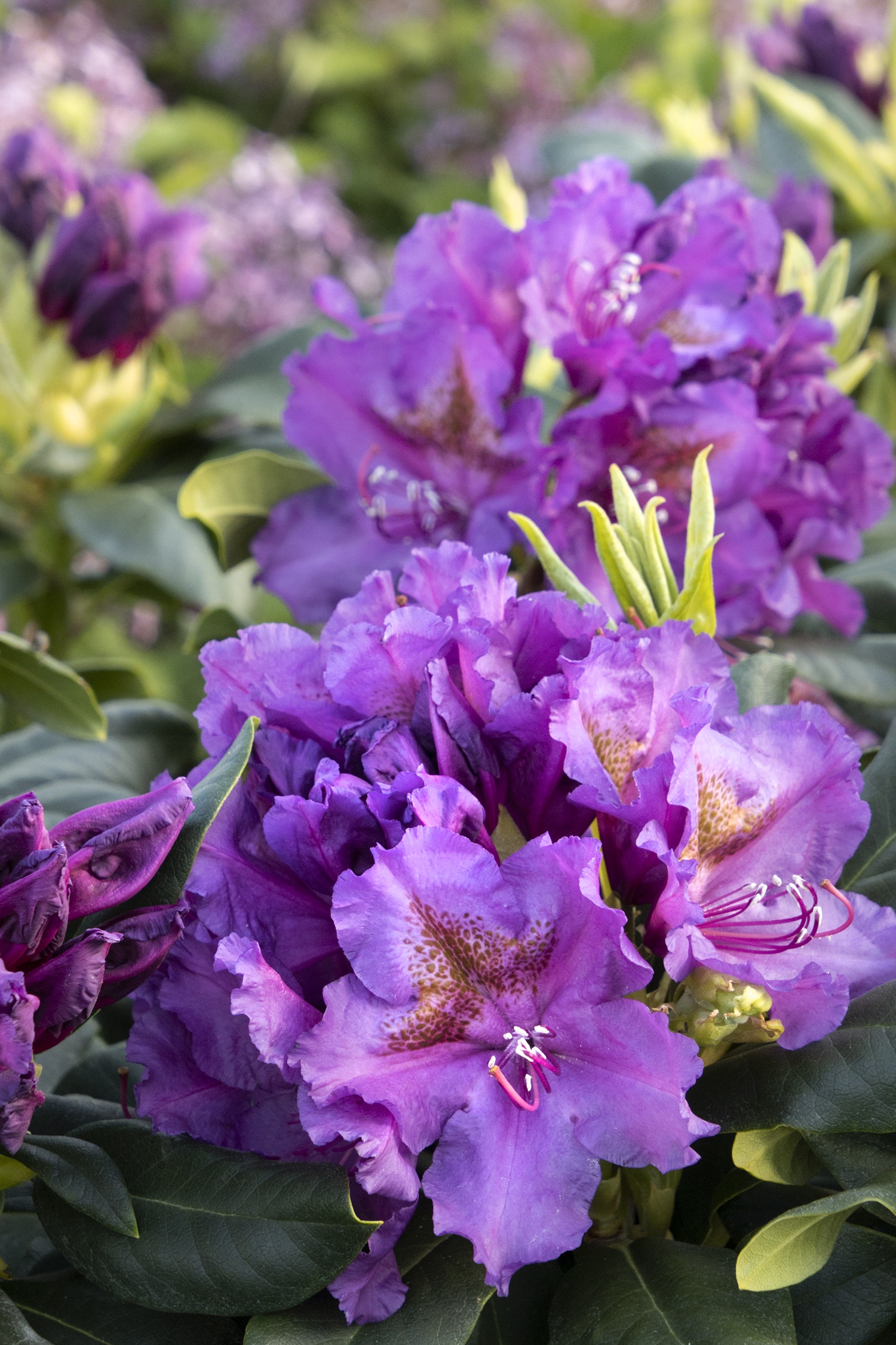 Lee's Dark Purple Rhododendron, Rhododendron x 'Lee's Dark Purple' (H-2)