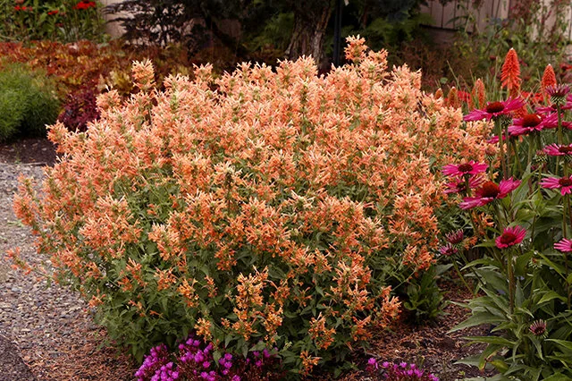 アガベ PECO POCO Poquito™ Orange Agastache, Agastache 'TNAGAPO' PP #30,506