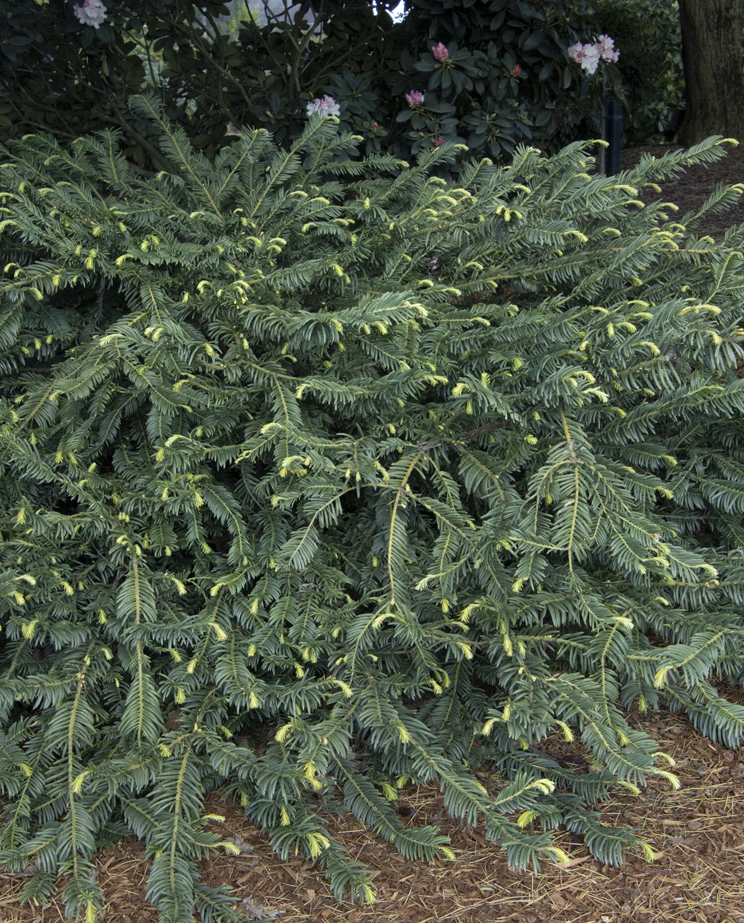 Duke Gardens Japanese Plum Yew (Cephalotaxus harringtonia 'Duke Gardens') displays dense, feathery yellow-green foliage in a broad mounding form planted in a landscape border, demonstrating mature landscape size and color.