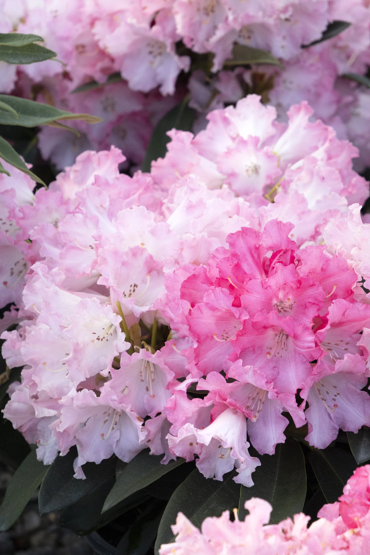Solidarity Rhododendron, Rhododendron yakushimanum 'Solidarity' (H-2)