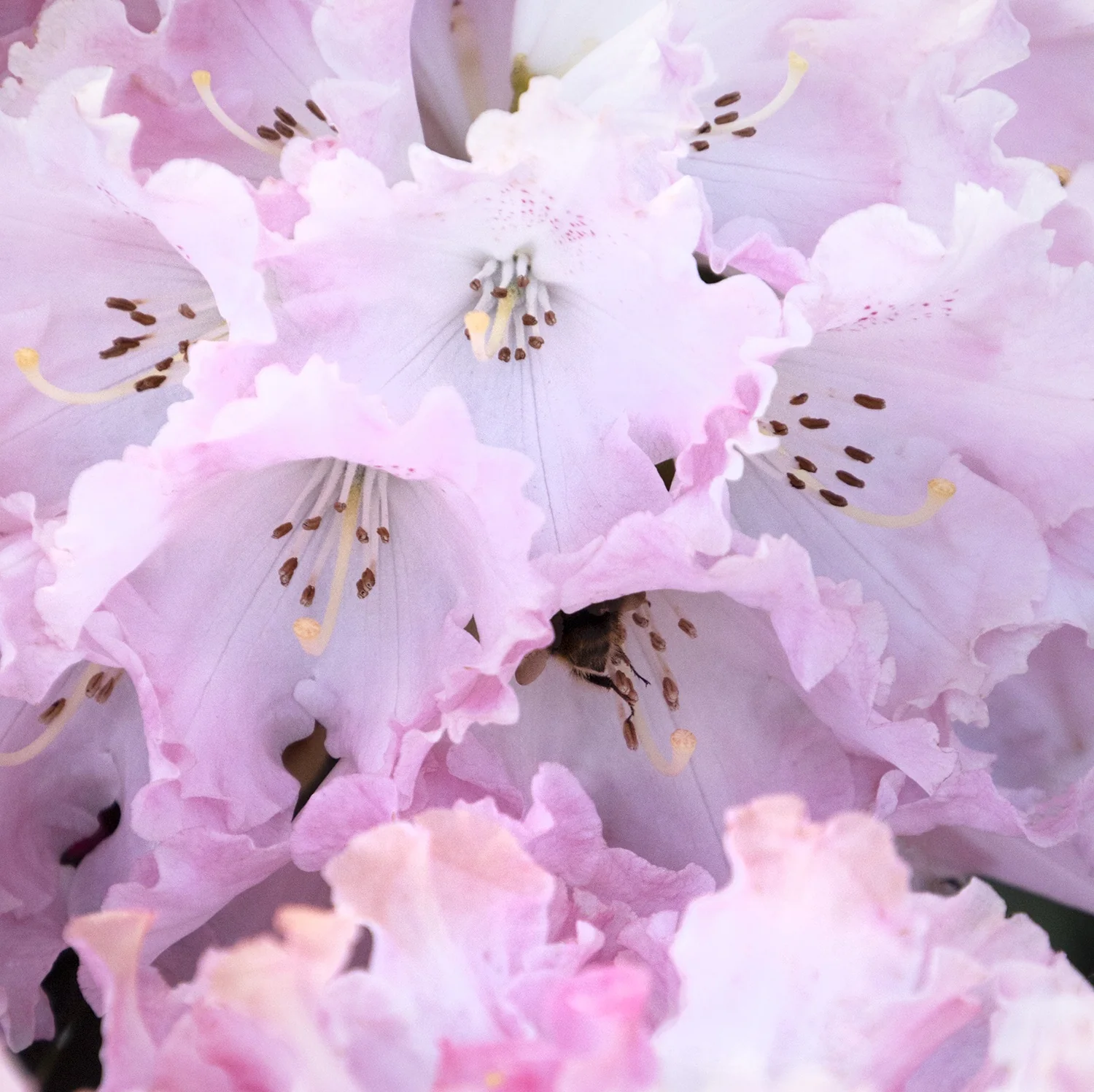 Close-up of pale pink and white Rhododendron yakushimanum 'Solidarity' flowers with ruffled petals, prominent brown and yellow stamens, and a bee visiting the blooms, showing the plant's ornamental flowering detail.