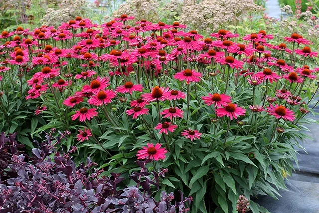 Terra Nova Nurseries