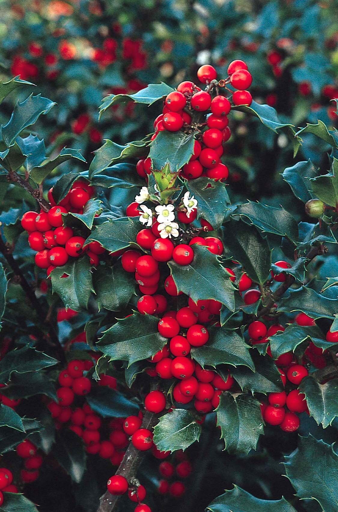 Blue Princess Holly, Ilex x meserveae 'Blue Princess', Monrovia Plant
