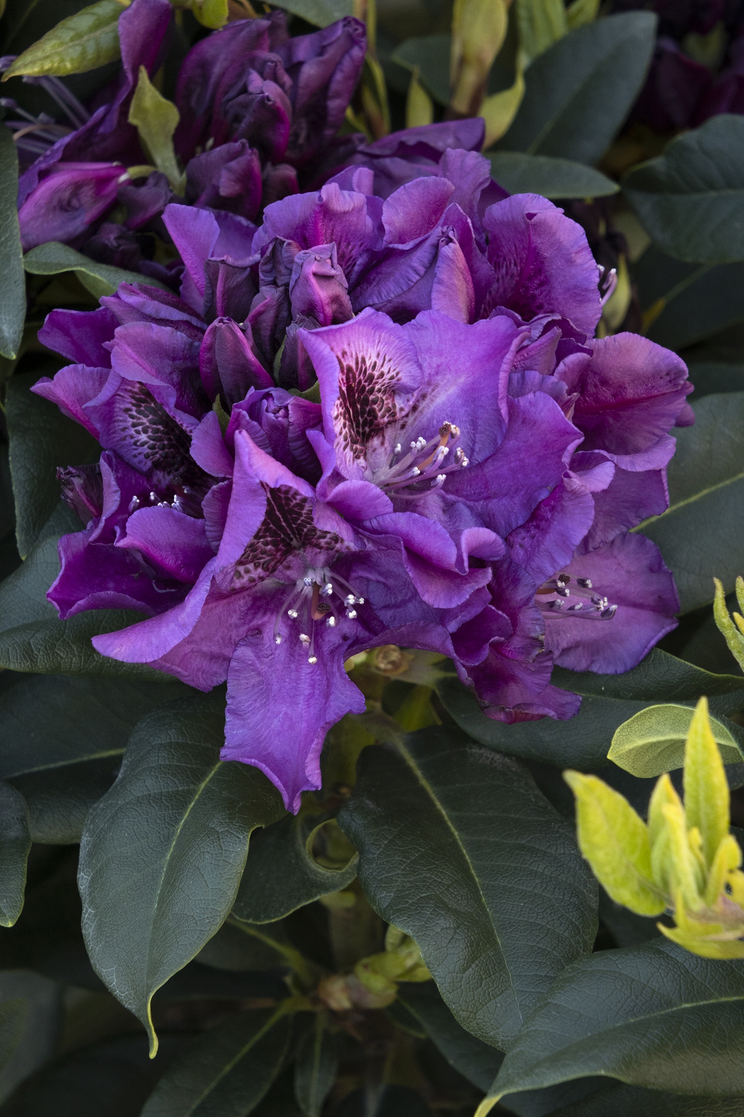 Edith Bosley Rhododendron, Rhododendron x 'Edith Bosley' (H-1)