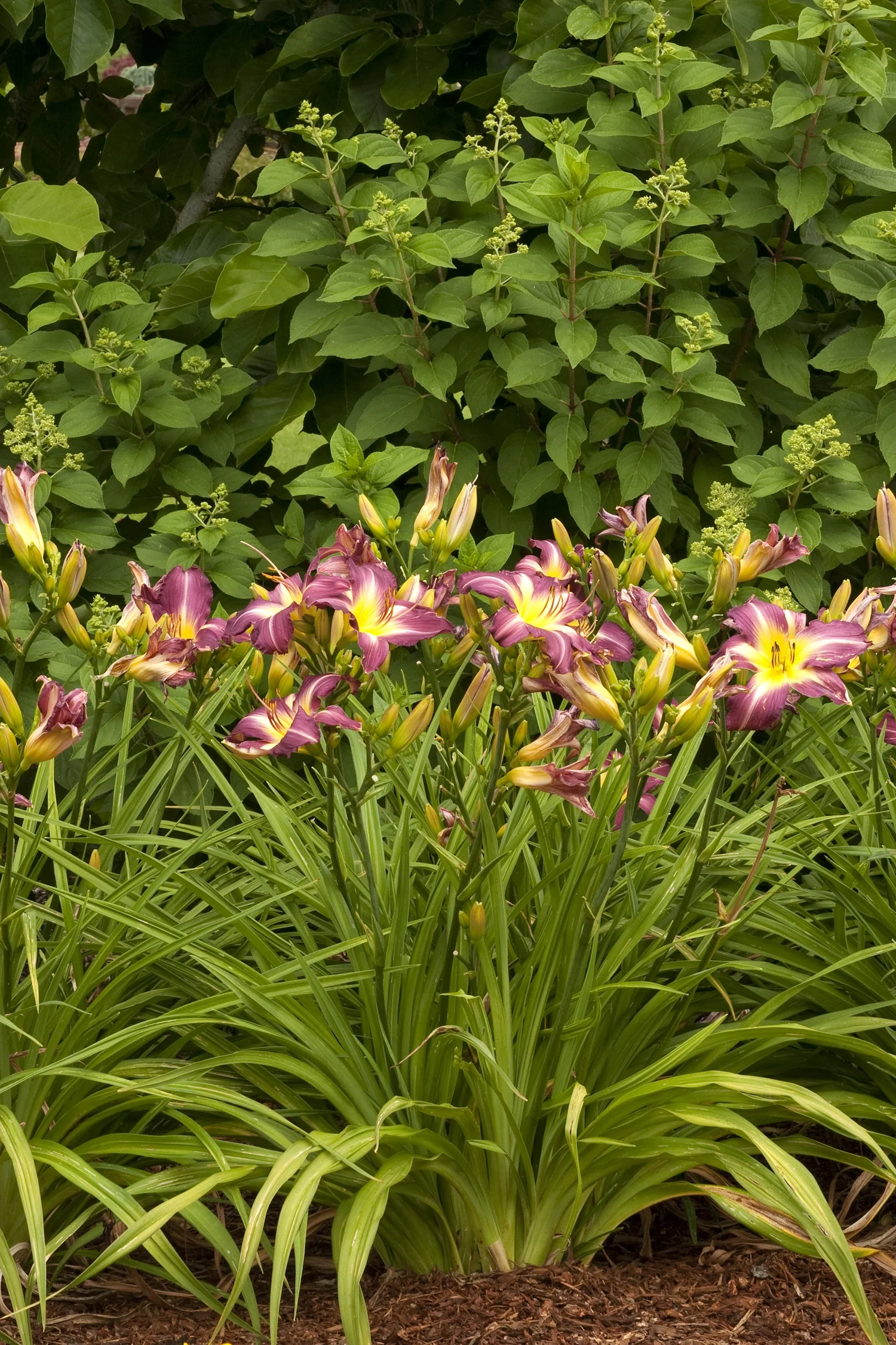 Hemerocallis 'Swirling Water' daylily in full bloom, displaying ruffled purple-pink petals with yellow centers and throats. Narrow green striped foliage visible below. Green shrub backdrop. Shows flowering habit and mature size in a garden border setting.