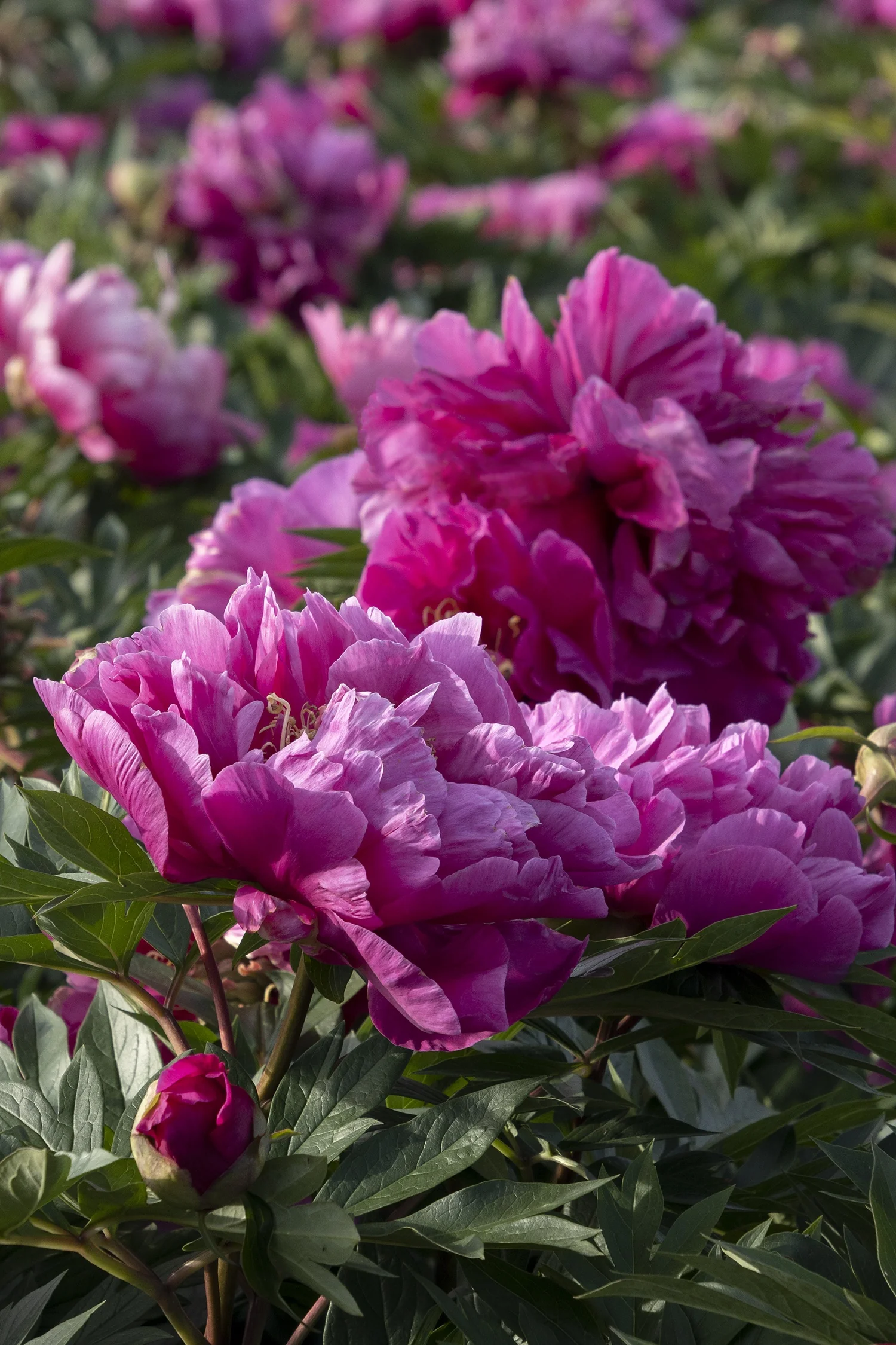 Close-up of fully bloomed Belle Toulousaine Itoh Peony flowers with layered, ruffled magenta-pink petals and dark green foliage, showing multiple blossoms at peak bloom in a garden setting to demonstrate flowering abundance.