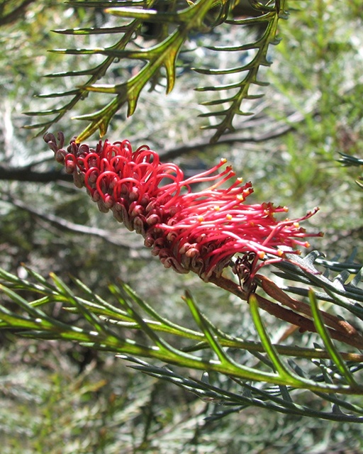 Red Hooks Grevillea, Grevillea 'Red Hooks', Monrovia Plant