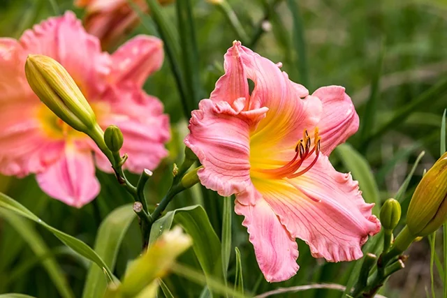 Pink daylily flowers with ruffled petals and yellow throat centers, displaying open blooms and buds on green stems, showing the recurring bloom pattern typical of Happy Ever Appster® Rosy Returns Daylily in a garden setting.