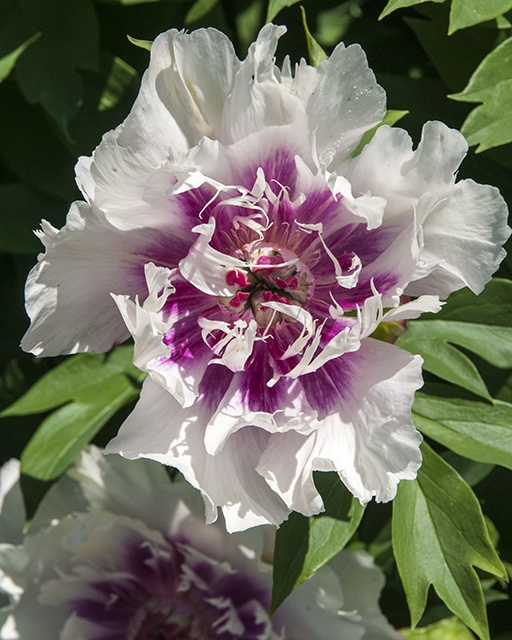Raggedy Ann Itoh Peony, Paeonia (Intersectional hybrid) x 'Raggedy