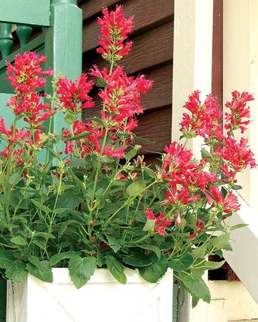 Terra Nova Nurseries