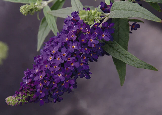 Buzz™ Midnight Butterfly Bush, Buddleja davidii 'TOBUDMIDNII' PPAF