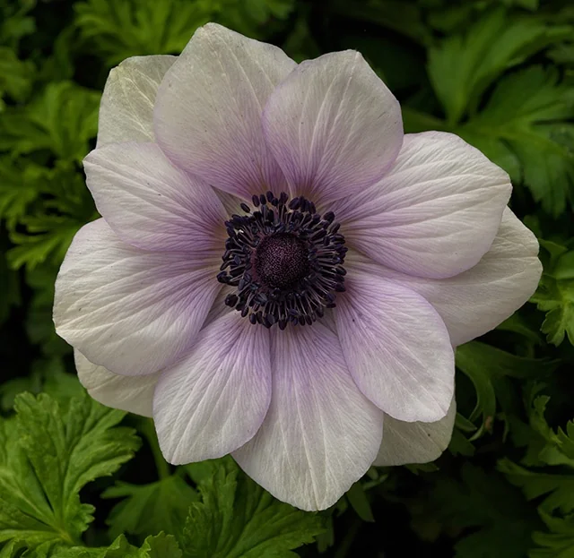 Close-up of Harmony Pearl Anemone (Anemone coronaria 'Harmony Pearl') displaying a single open flower with white petals blushed purple toward the center and a dark purple-black stamen cluster, surrounded by green deeply lobed foliage, showing bloom detail for variety selection.