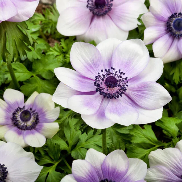 Harmony Pearl Anemone, Anemone coronaria 'Harmony Pearl', Monrovia Plant