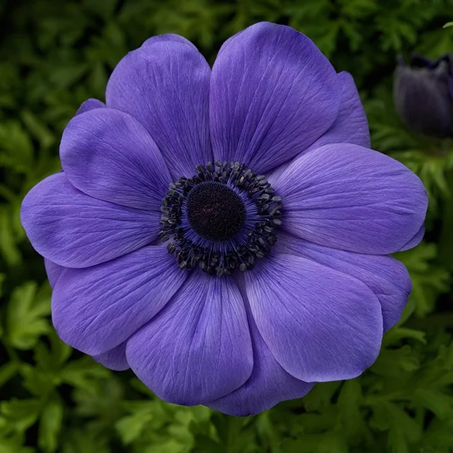 Harmony Blue Anemone, Anemone coronaria 'Harmony Blue', Monrovia Plant