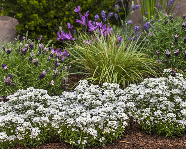Snowsurfer™ Forte Candytuft, Iberis sempervirens 'Forte', Monrovia