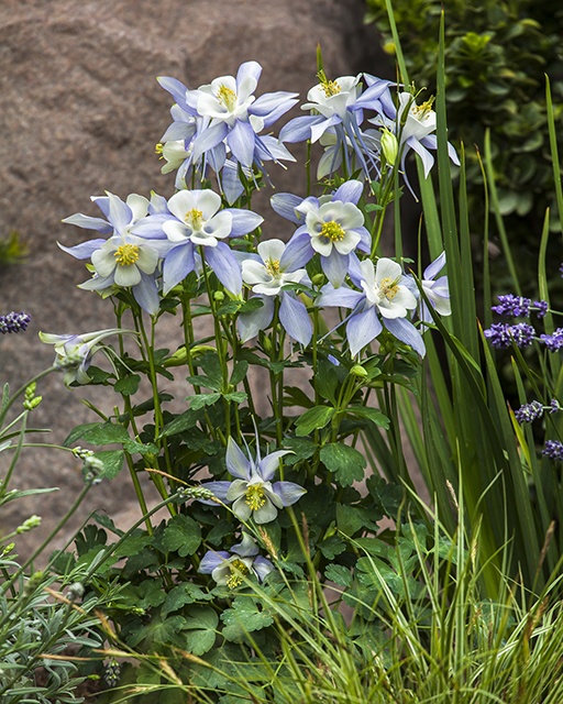 Kirigami™ Light Blue & White Columbine, Monrovia Plant