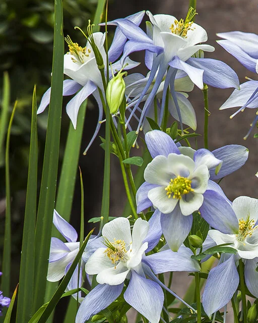 Kirigami™ Light Blue & White Columbine, Monrovia Plant