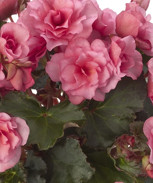 Close-up of Glory Pink Begonia (Begonia x hiemalis 'Glory Pink') displaying full, ruffled pink double flowers with dark green foliage, showing abundant blooms at peak flowering.