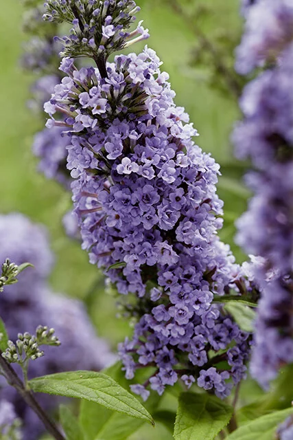 Tall, dense panicle of small lavender-purple flowers on High Five Purple Butterfly Bush (Buddleja 'Ppodcept1'), with green foliage visible below and blurred plants behind, demonstrating the abundant blooming characteristic of this variety.
