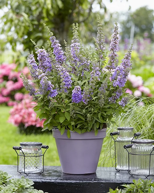 High Five Purple Butterfly Bush (Buddleja 'Ppodcept1') with densely packed purple flower spikes in a gray container, displayed in a garden setting with pink flowers and ornamental grasses in the background, showing the plant's mature flowering form.