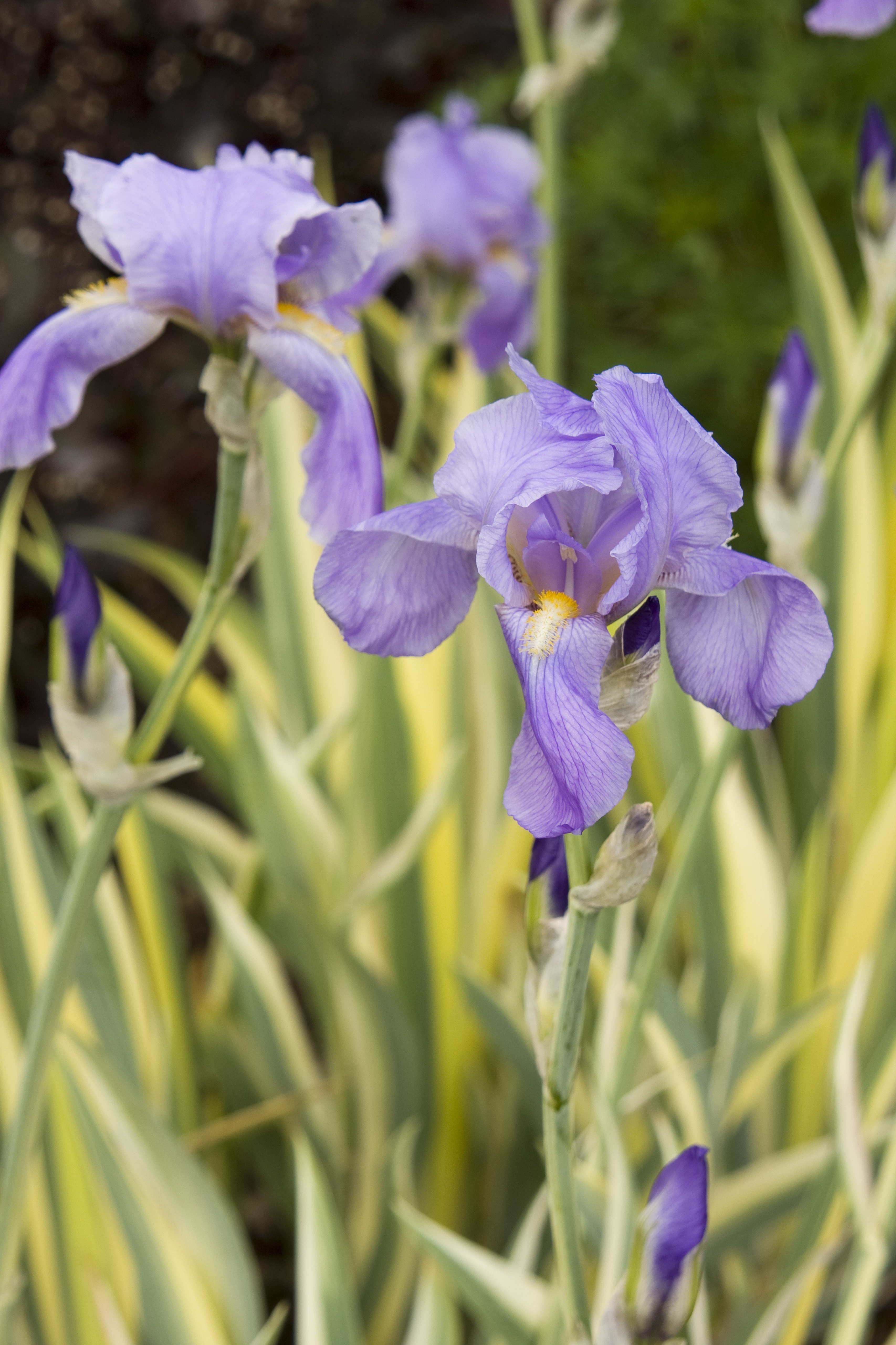 Variegated Sweet Iris, Iris pallida 'Variegata', Monrovia Plant
