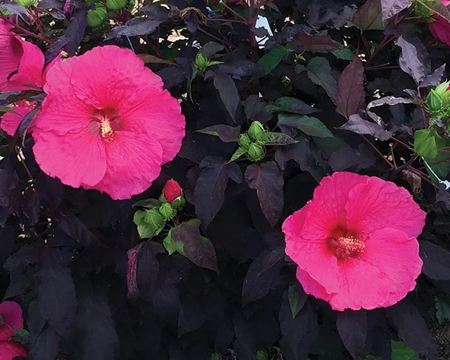 Star Roses/Ball Horticultural