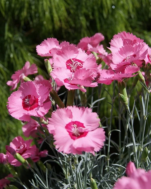 Think Plants/Kiwi Flora