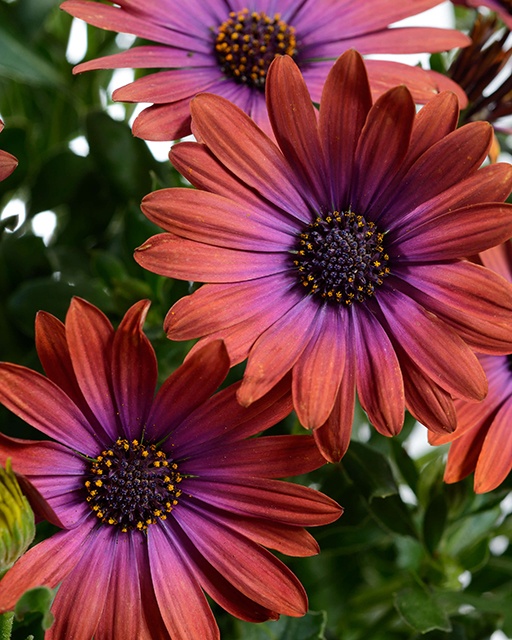 Ostica™ Bronze African Daisy, Osteospermum ecklonis, Monrovia Plant
