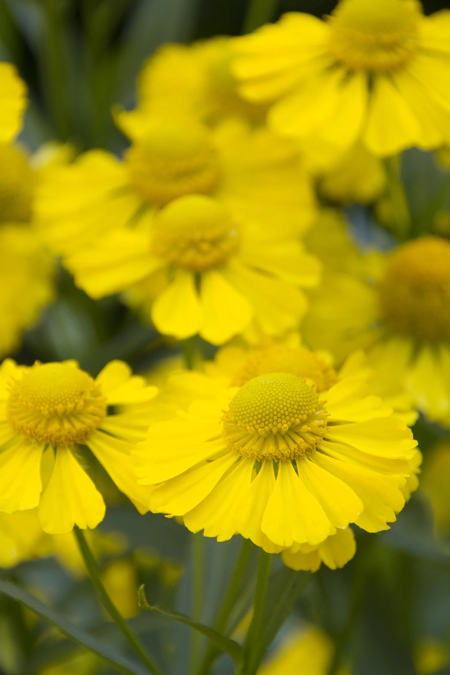 Close-up of bright yellow daisy-like flowers with prominent dome-shaped centers and reflexed petals, characteristic of Helenium Mariachi™ Sombrero, showing full blooms in active flowering stage.