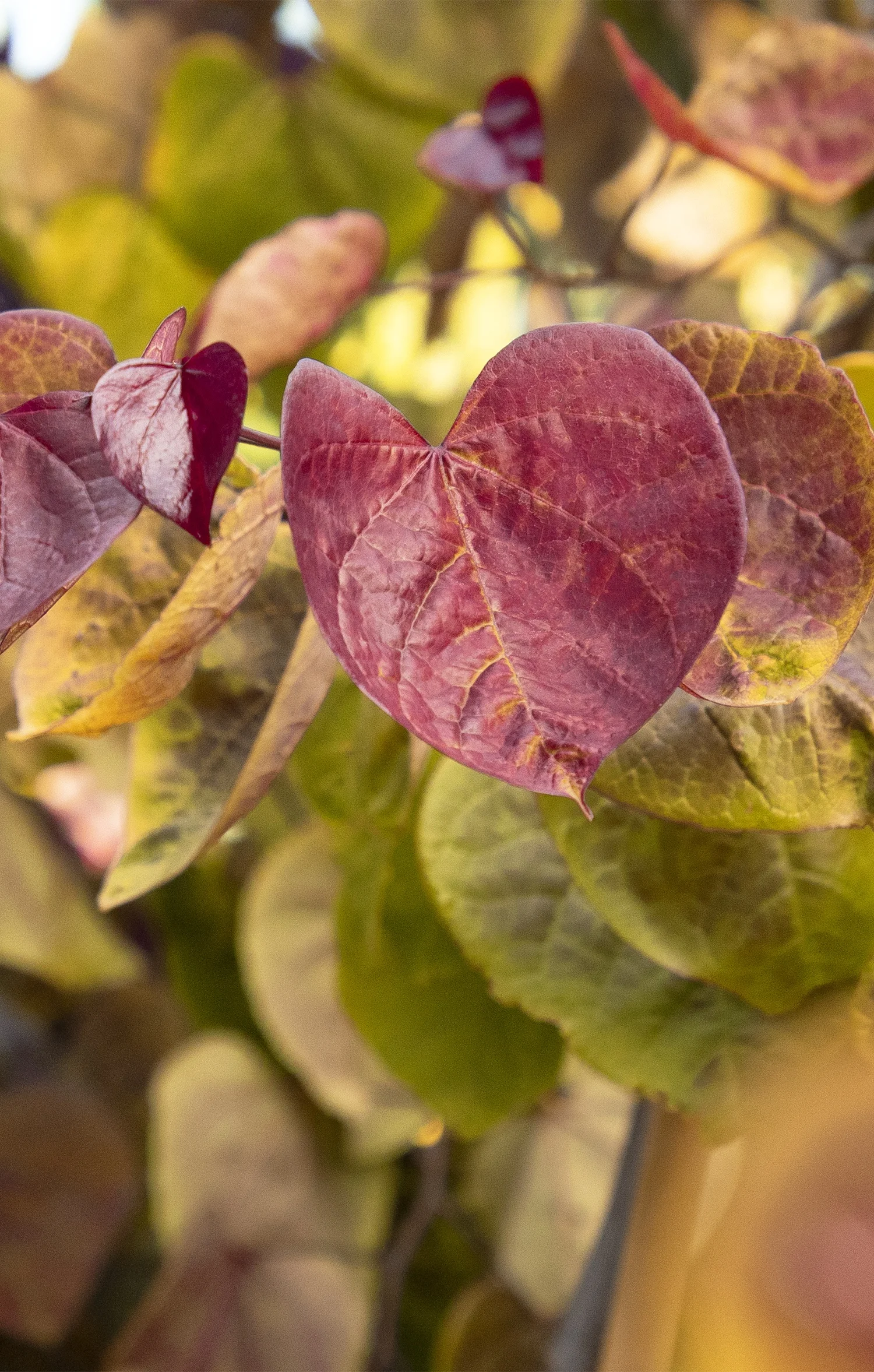 Doreen Wynja for Monrovia