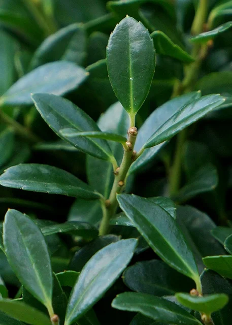 PlantTipp BV{{#174}}