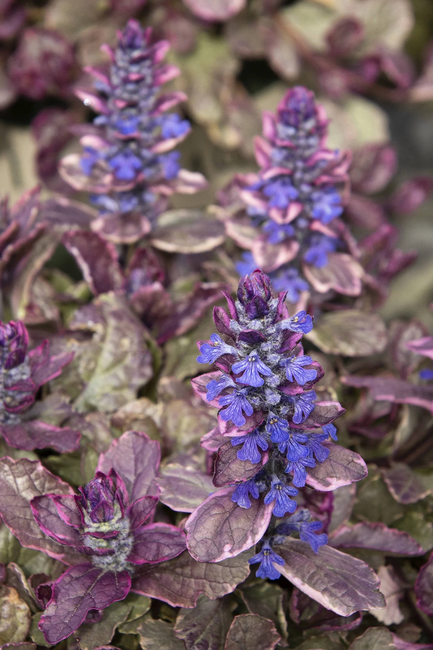 Monrovia; by Doreen Wynja