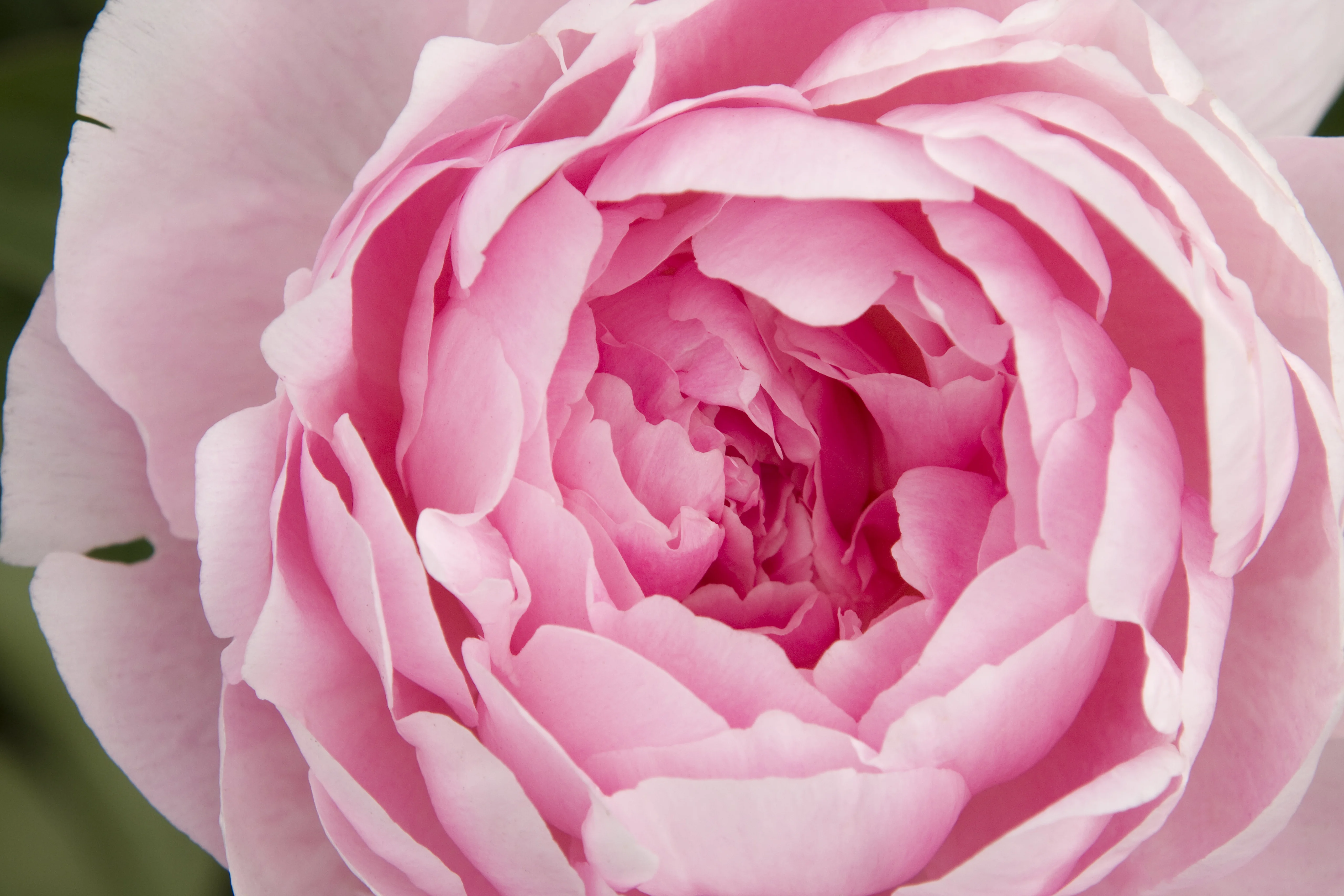 Close-up of a fully bloomed Peony 'Lady Orchid' (Paeonia hybrid) displaying layered pink petals with deeper rose centers, showing the flower's full double form and delicate petal texture for color and form reference.