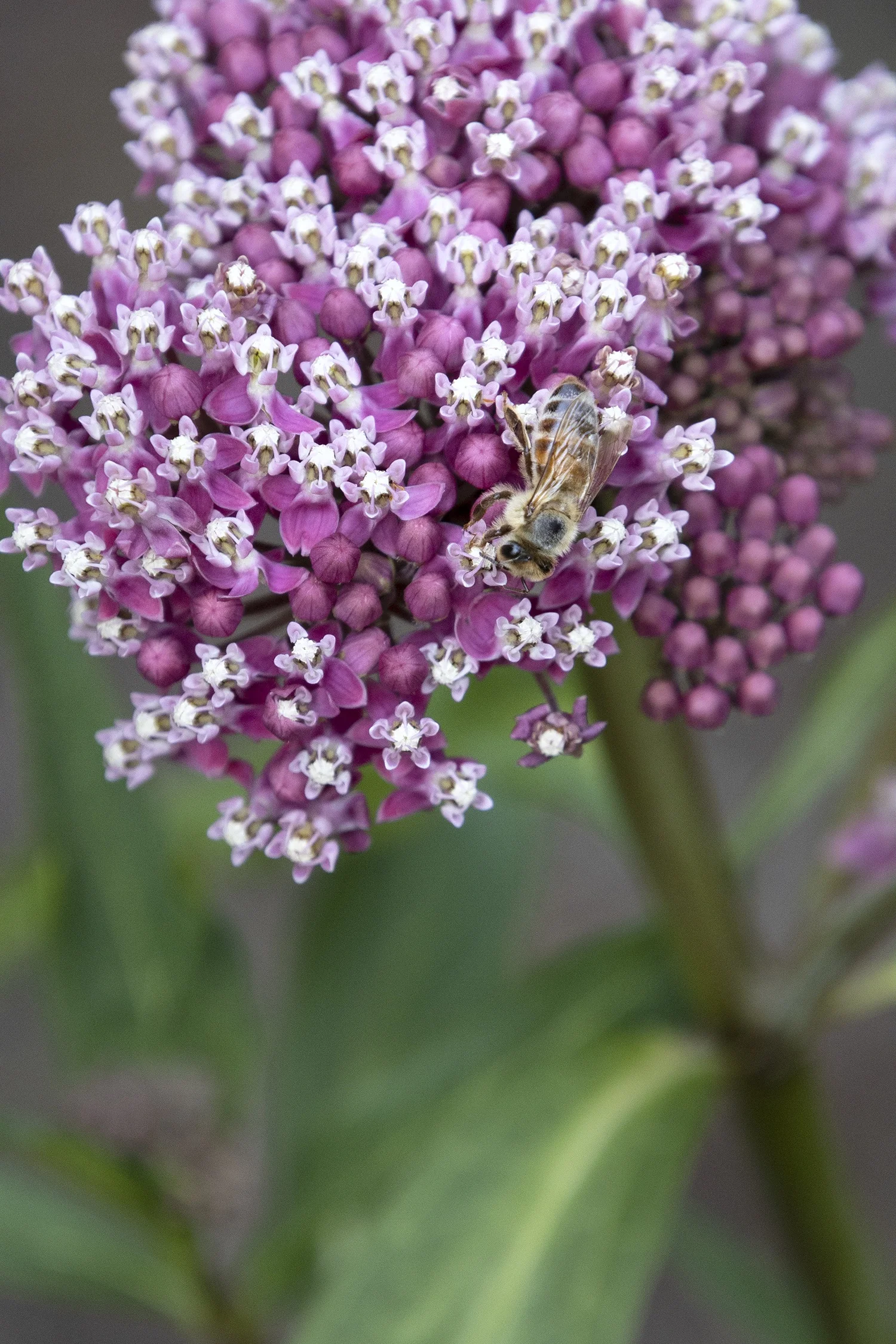 Monrovia; by Doreen Wynja
