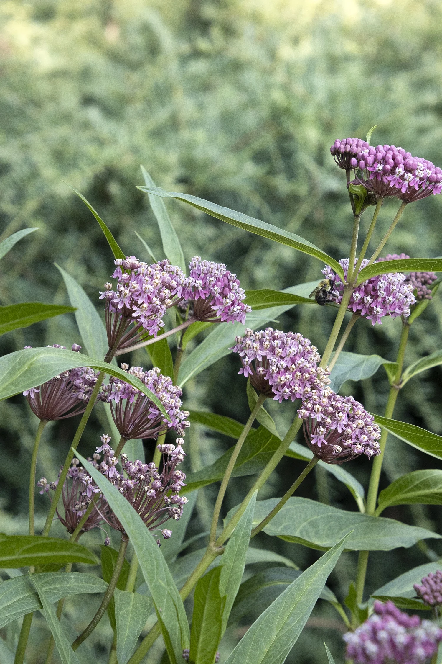 Monrovia; by Doreen Wynja