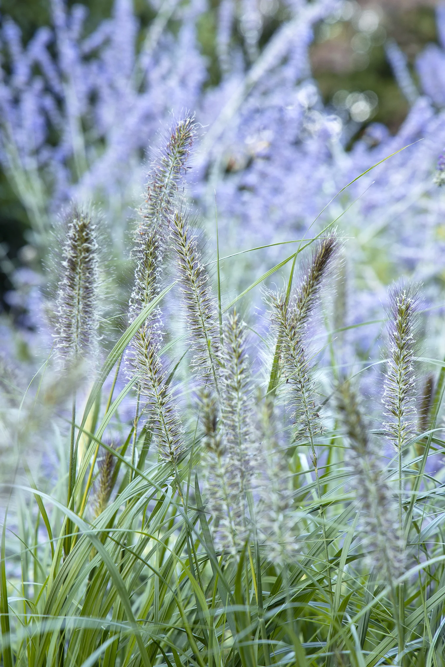 Monrovia; by Doreen Wynja