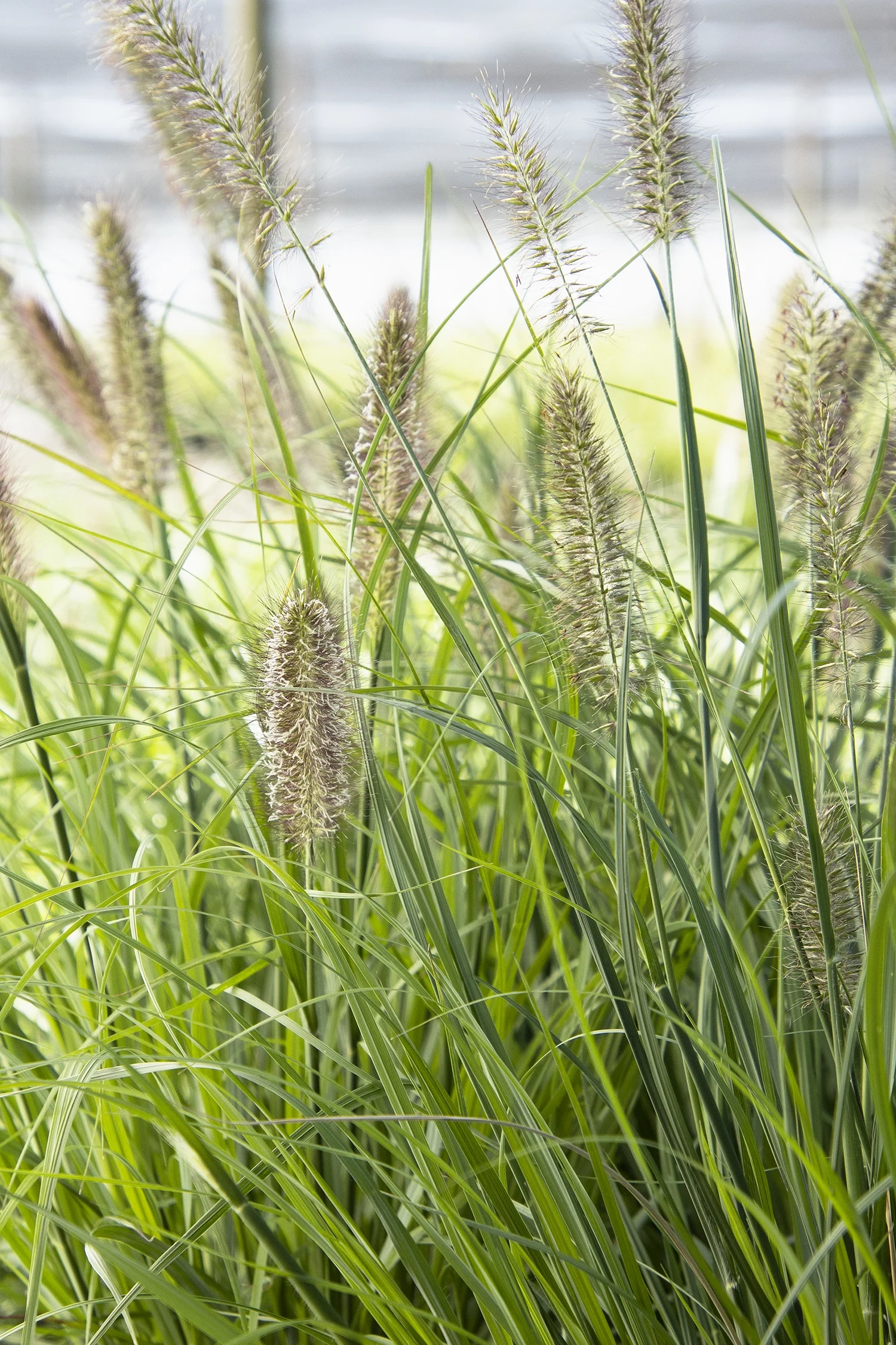 Monrovia; by Doreen Wynja