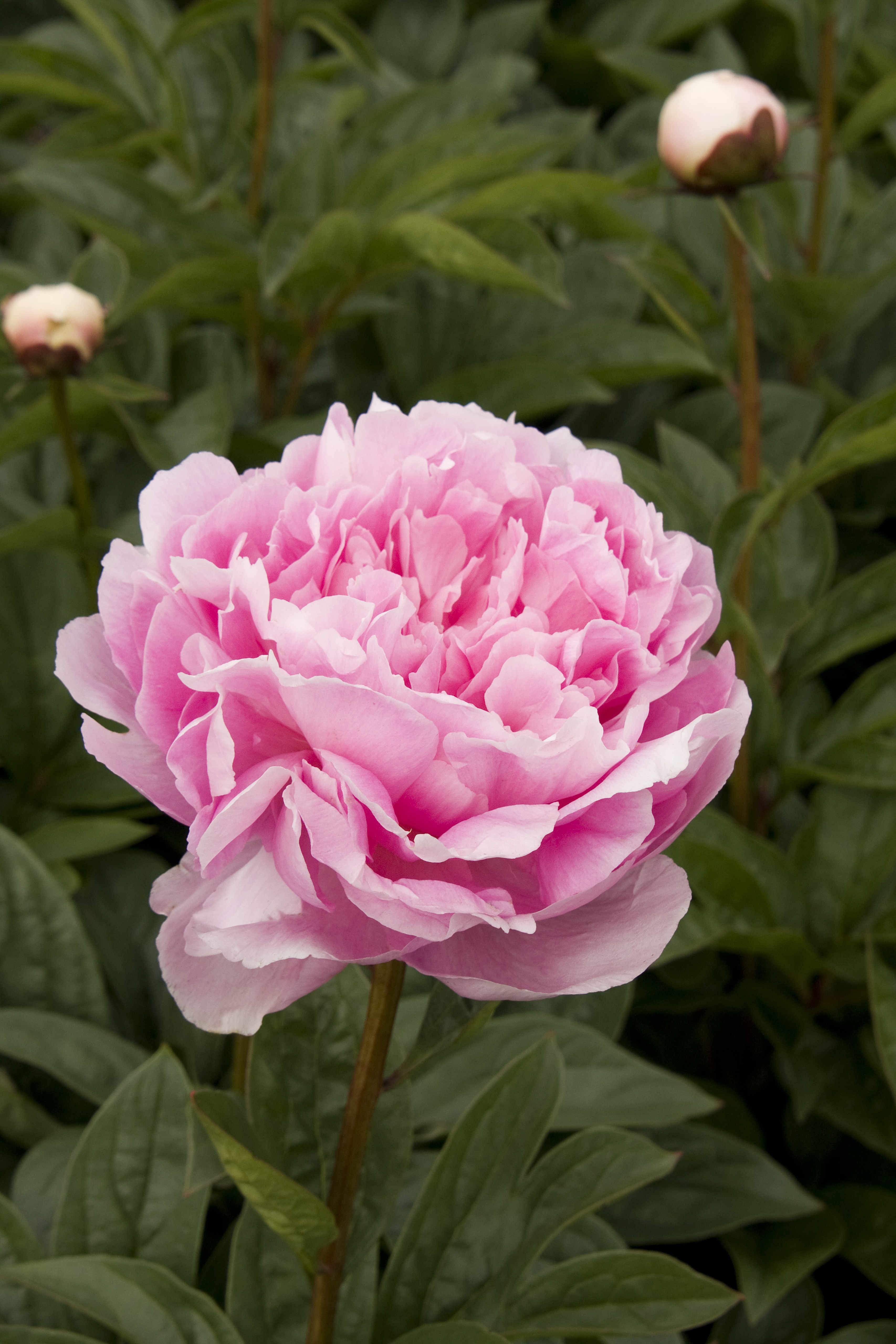 Lady Orchid Peony, Paeonia hybrid 'Lady Orchid', Monrovia Plant