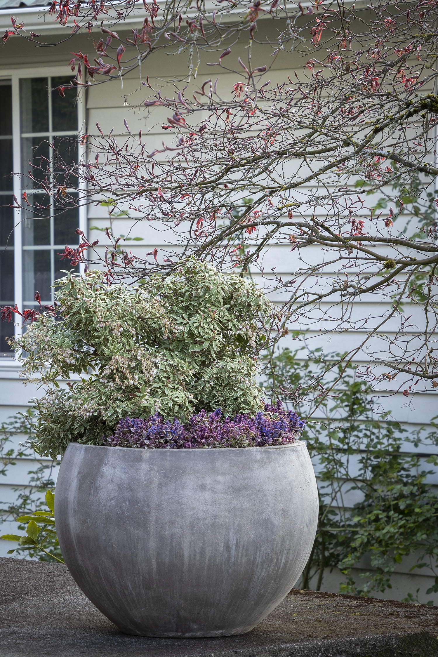 Monrovia Little Heath Pieris - Thumbnail 3
