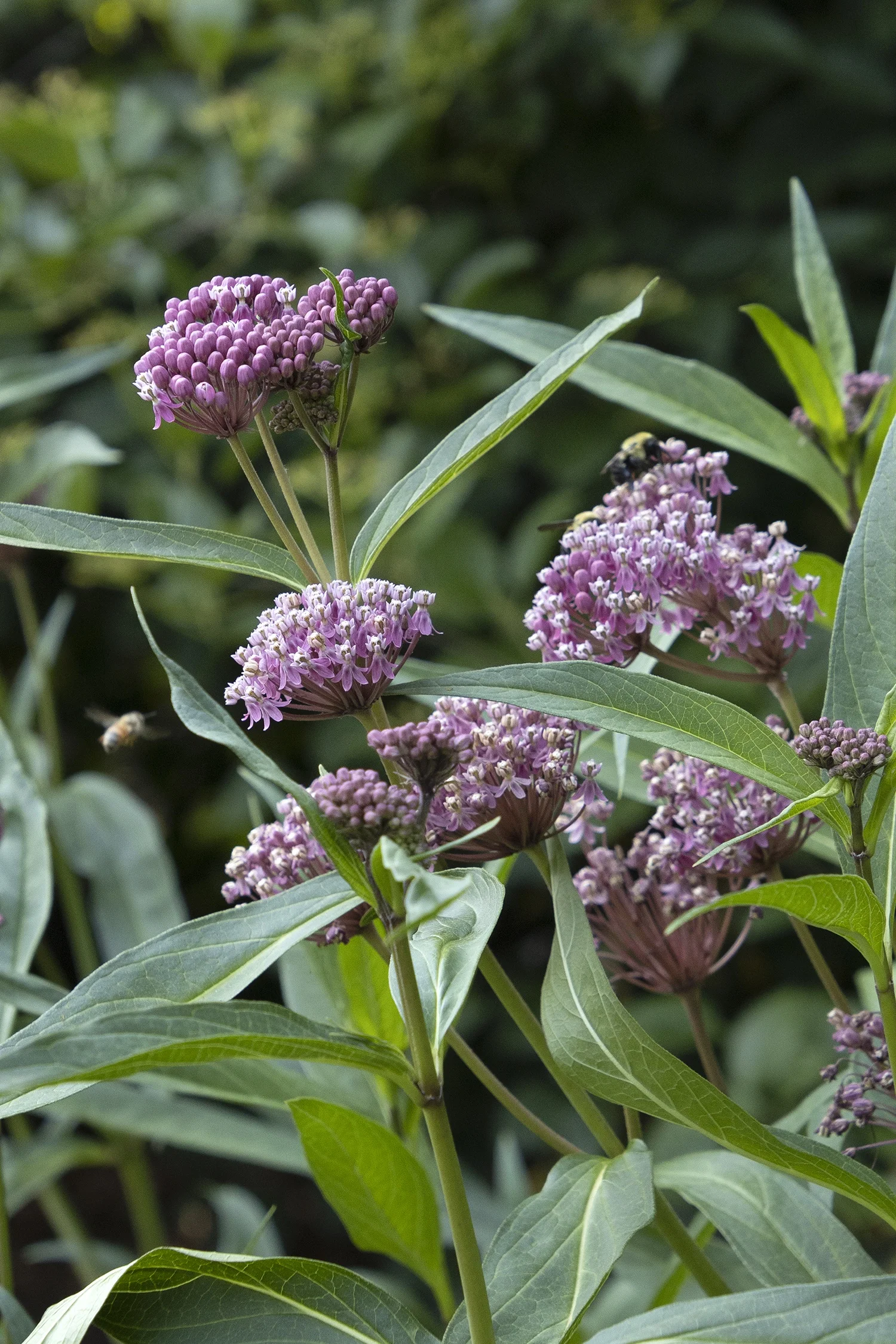 Monrovia; by Doreen Wynja