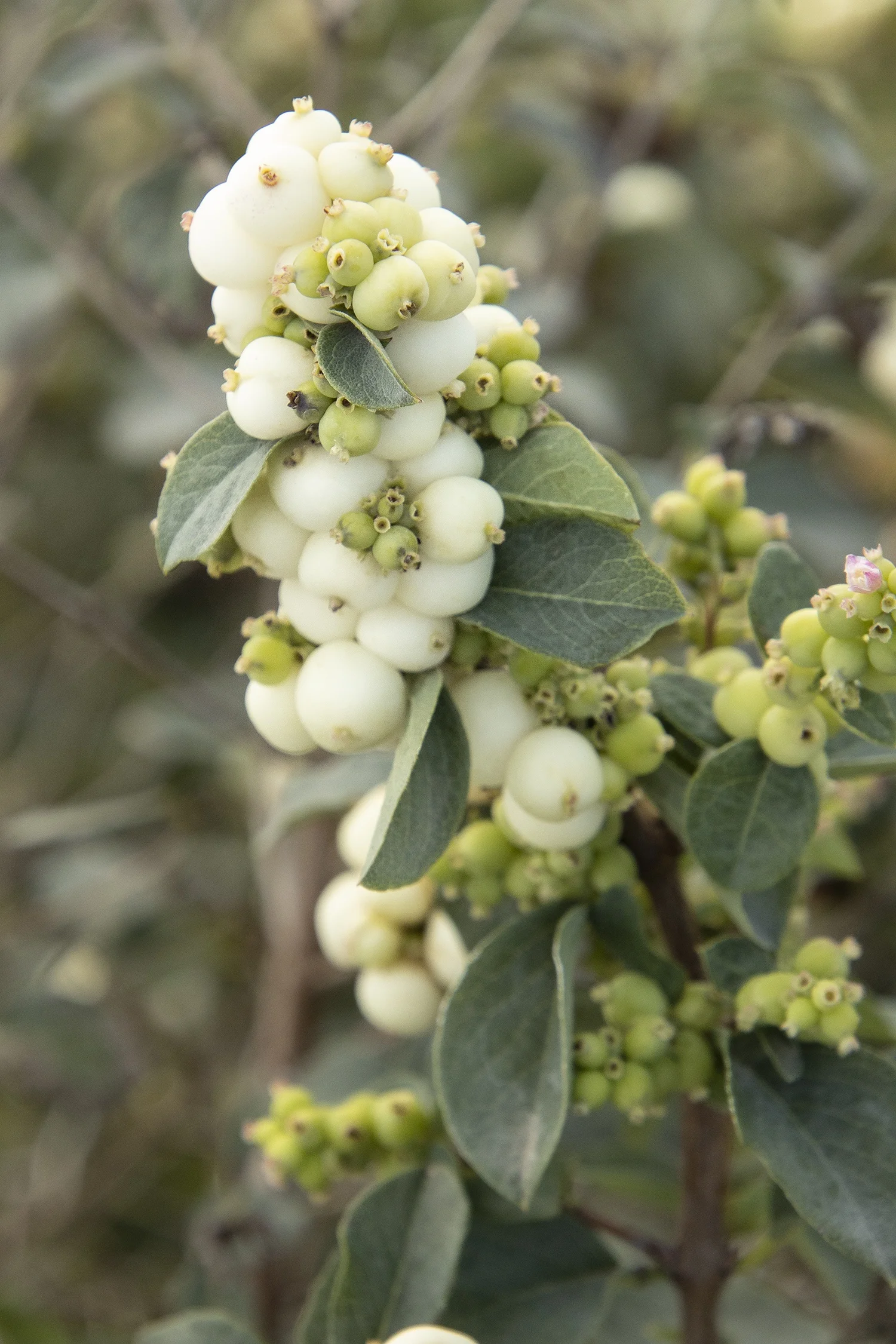 Monrovia; by Doreen Wynja