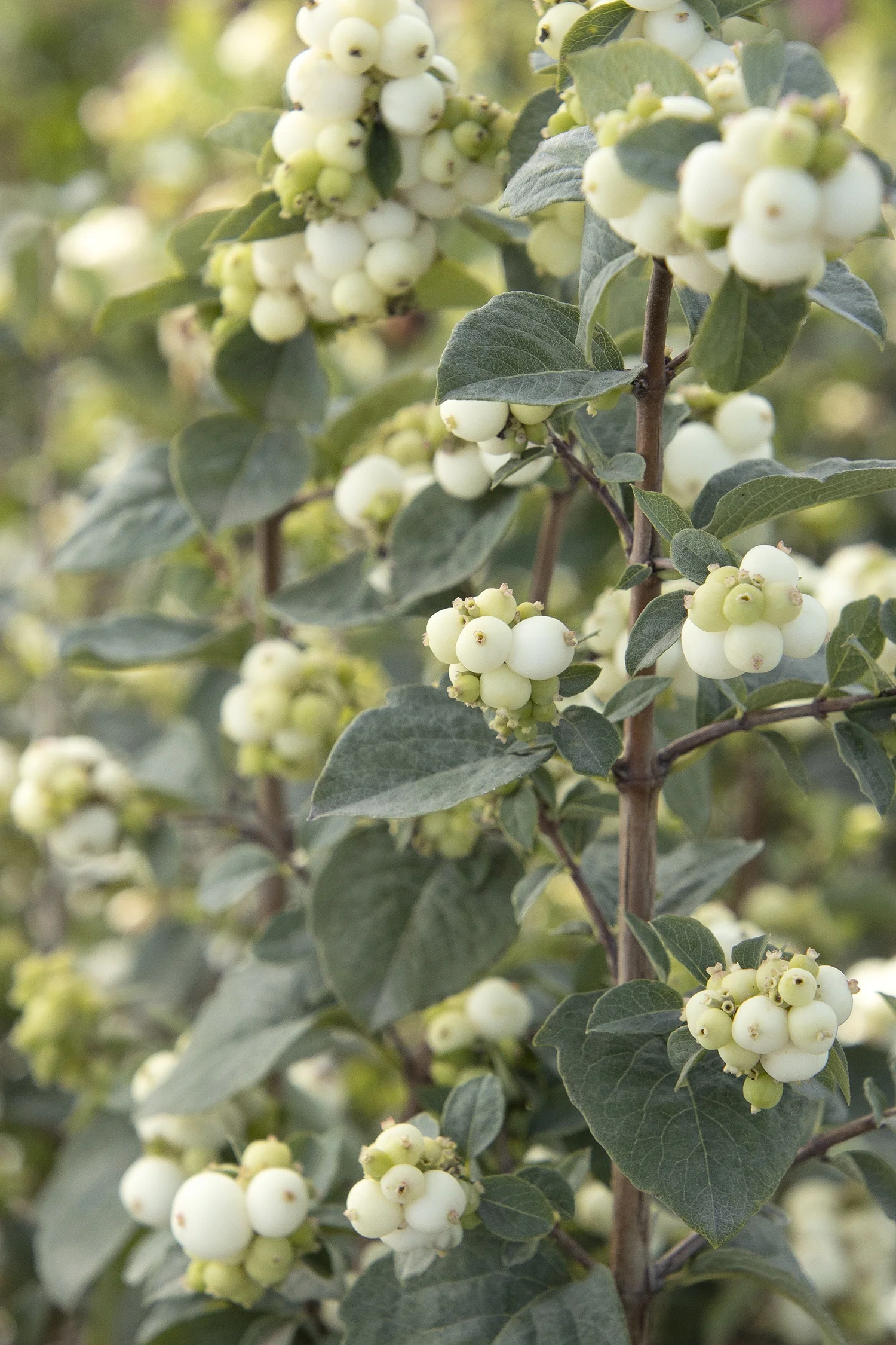 Monrovia; by Doreen Wynja