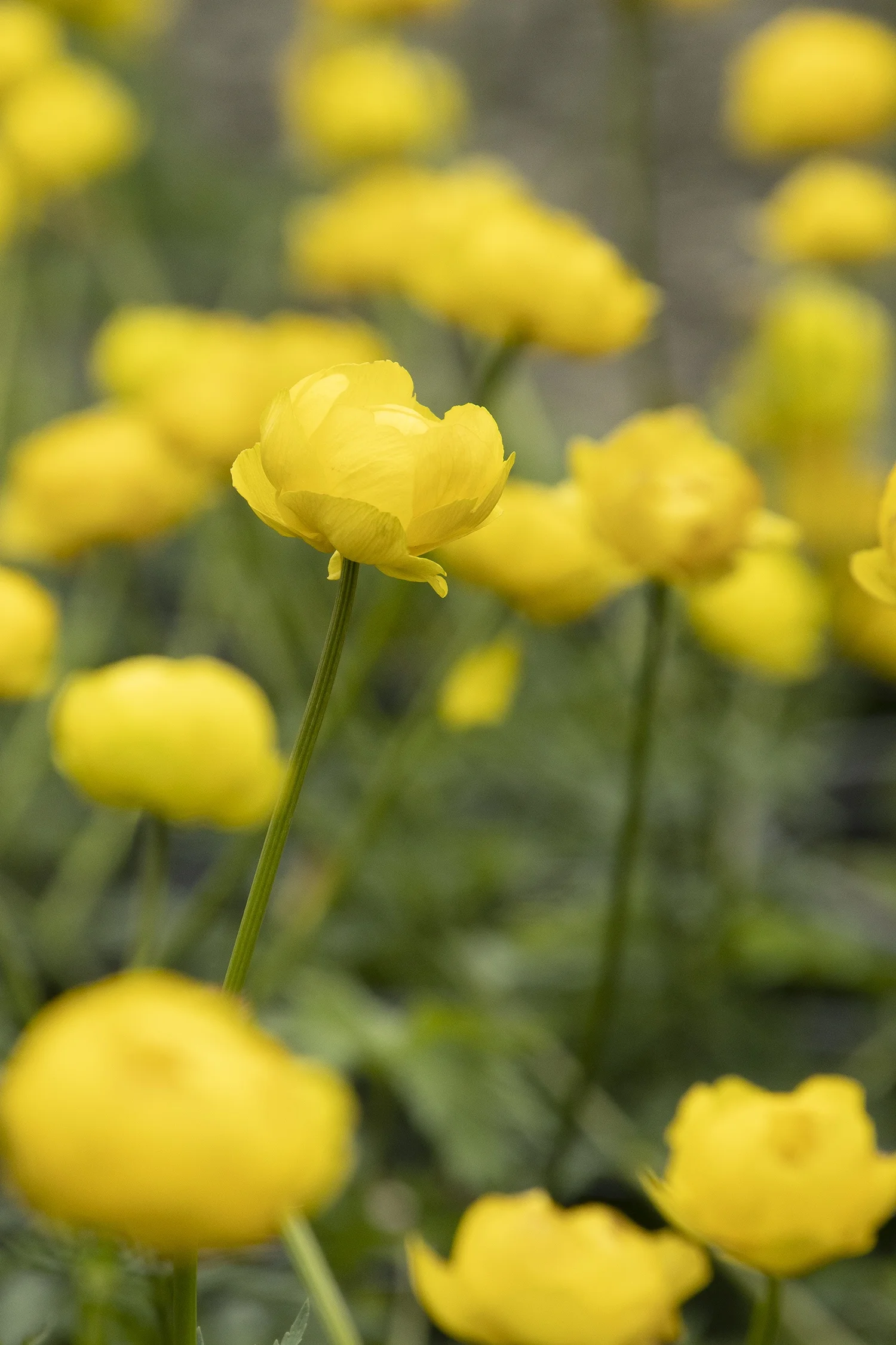 Monrovia; by Doreen Wynja