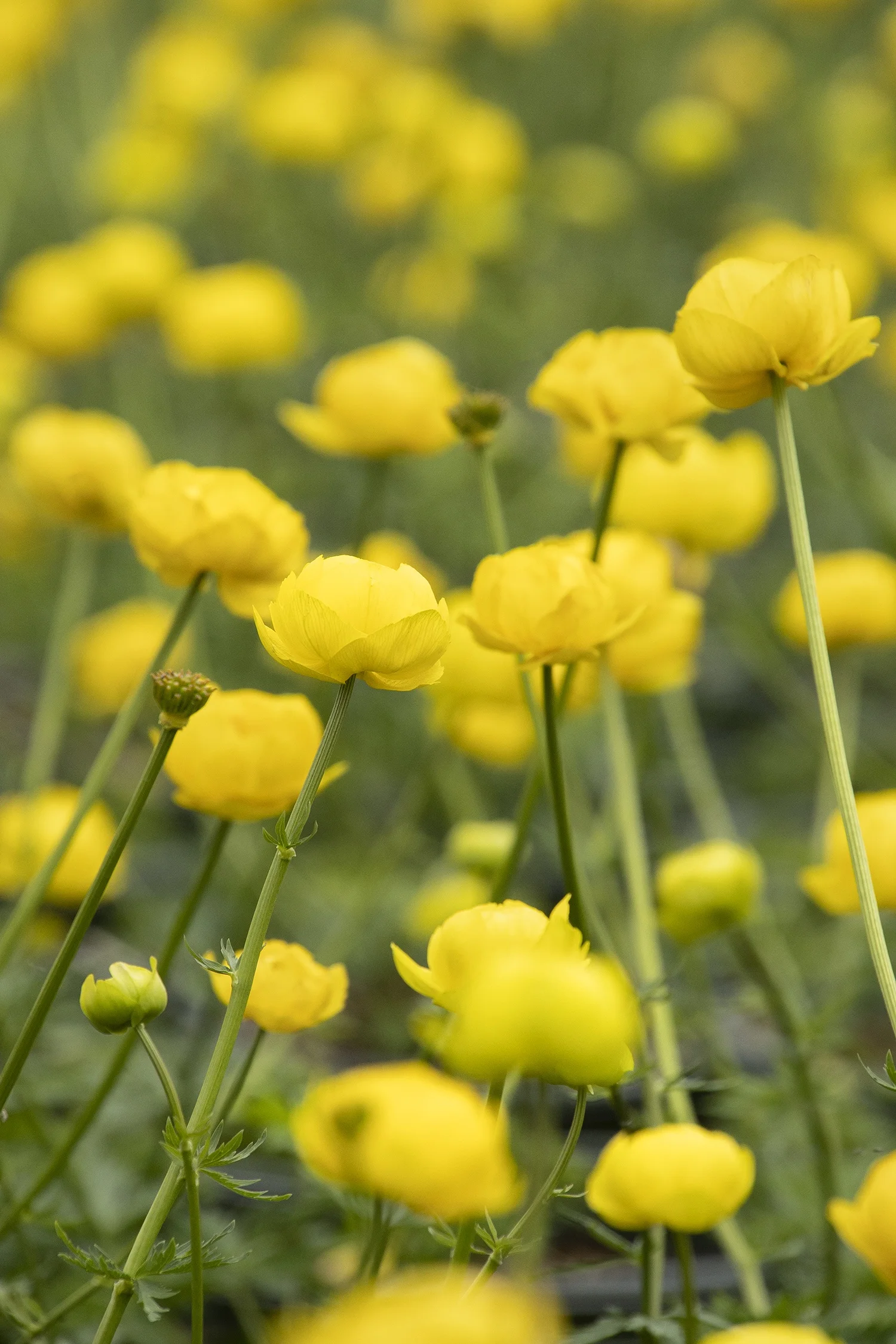 Monrovia; by Doreen Wynja