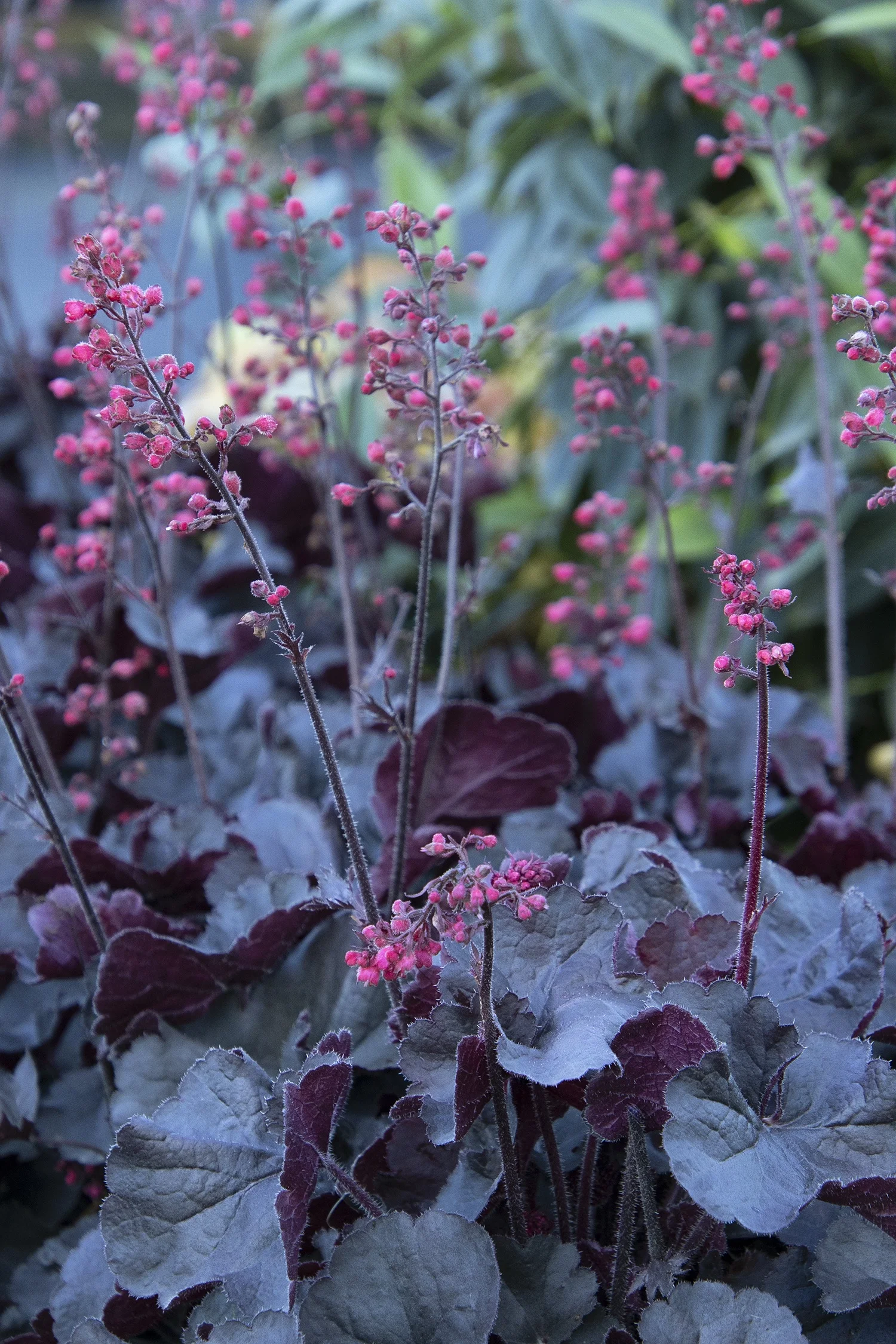 Monrovia; by Doreen Wynja