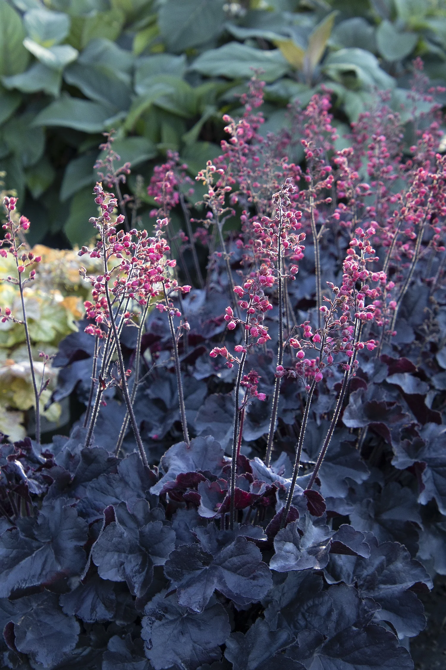 Monrovia; by Doreen Wynja