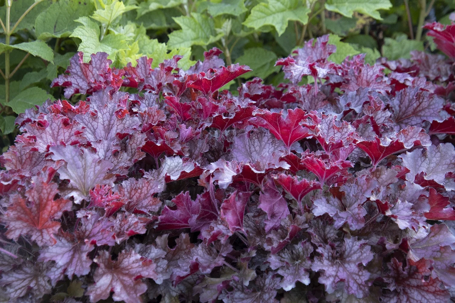 Monrovia; by Doreen Wynja