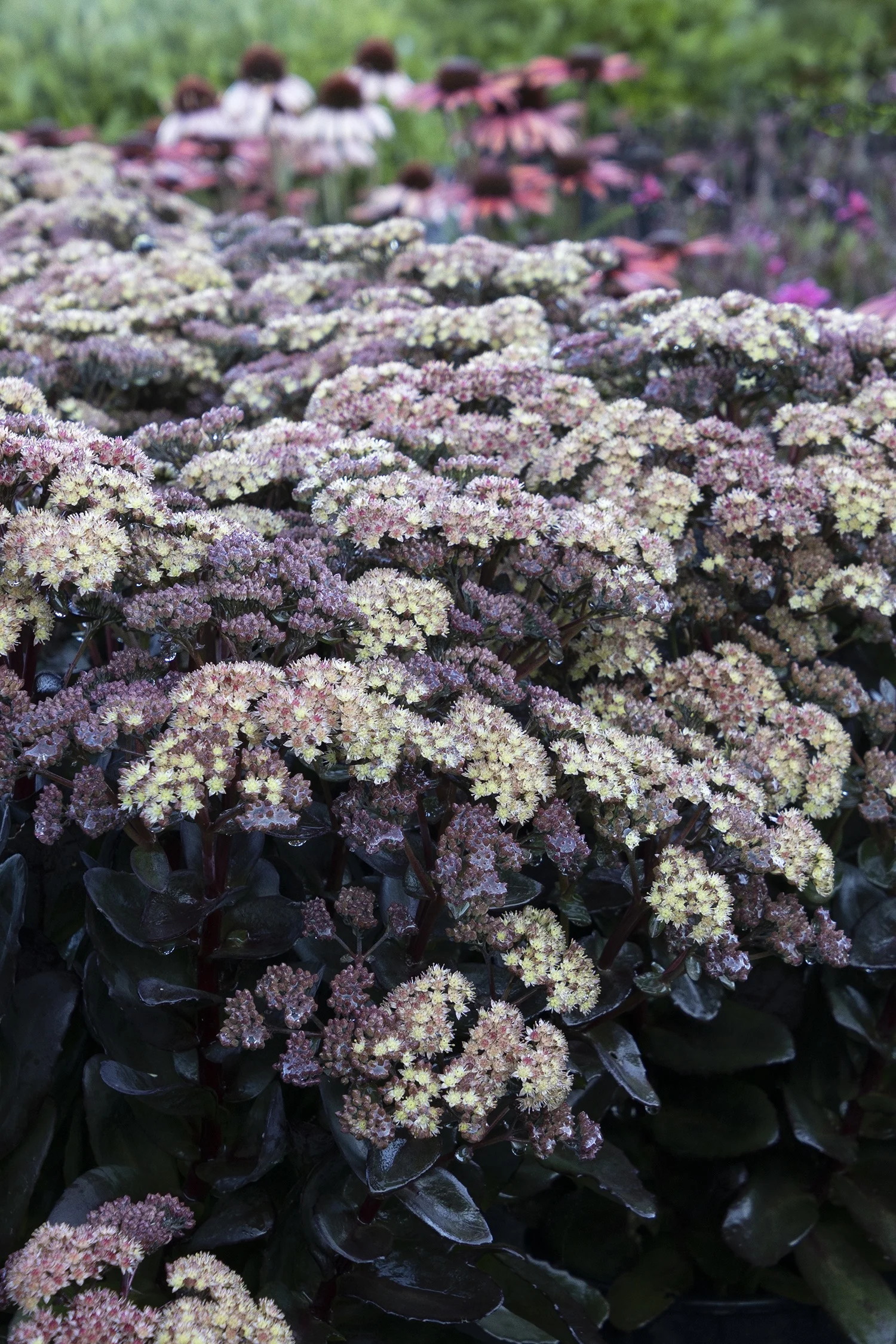 Monrovia; by Doreen Wynja