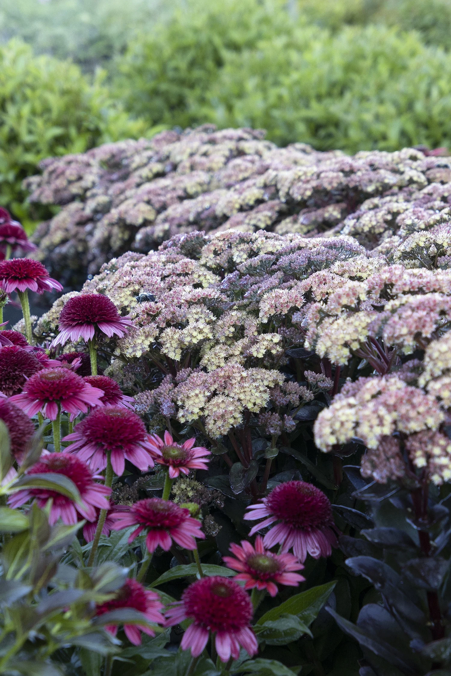 Monrovia; by Doreen Wynja