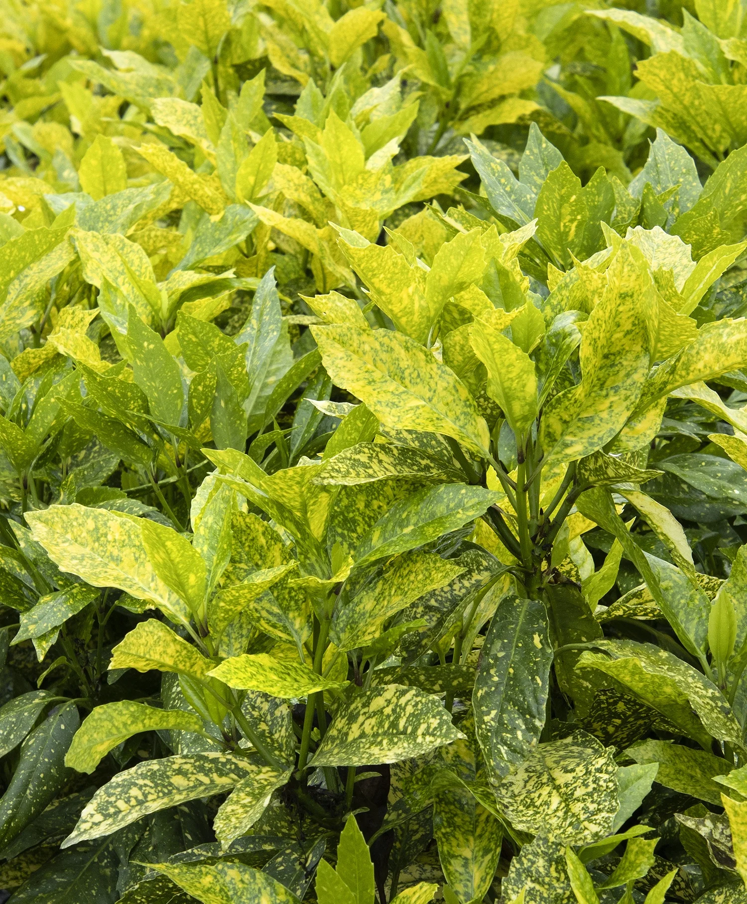 Monrovia; by Doreen Wynja